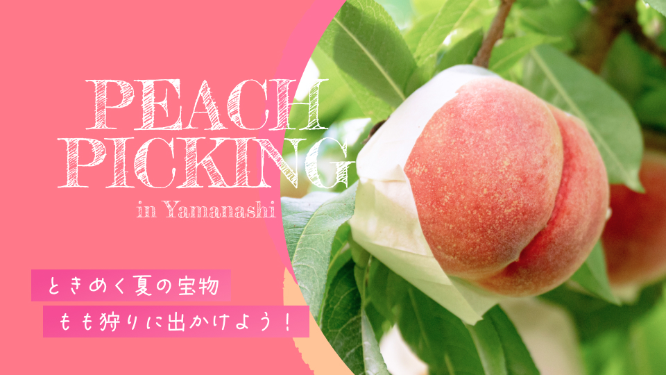 味覚狩り＆フルーツ狩り特集2025 子供連れの親子におすすめ農園！子供とお出かけ情報「いこーよ」