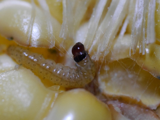 とうもろこしが美味しい証拠 : カリフォルニアのばあさんブログ Powered by ライブドアブログ