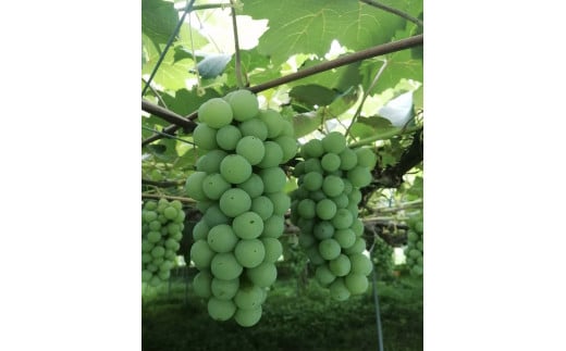07-08-007 ぶどう ナイアガラ 2kg - 山形県天童市ふるさとチョイス - ふるさと納税サイト