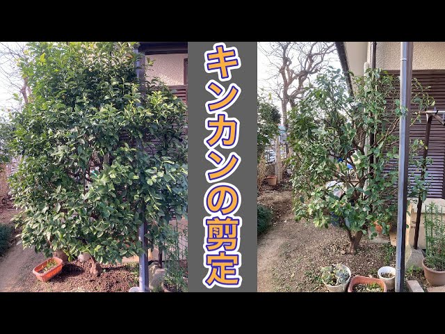 12キロ収穫したキンカンの剪定