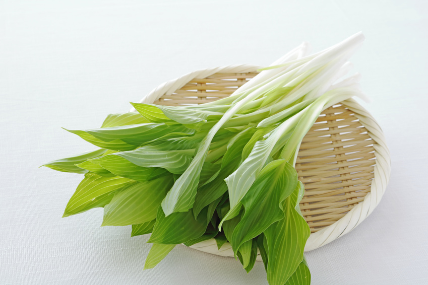 うるいは生でも美味しく食べれる山菜キラキラマーケット