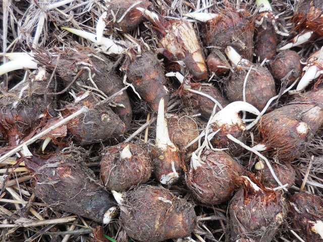 サトイモ：芽出し後の育苗 : 菜園おじさんのエコ野菜づくり