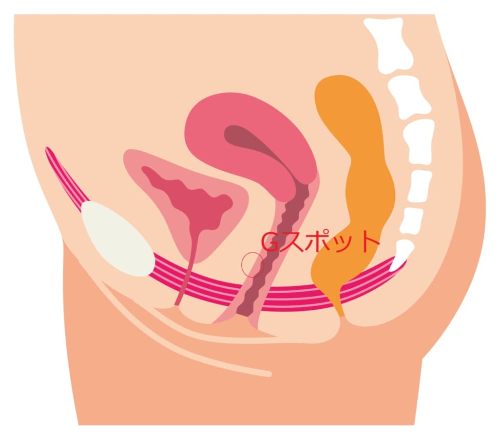 Gスポットの開発方法をマンガで解説！位置や女性の体験談も紹介