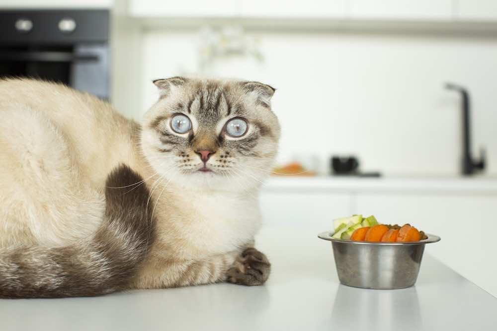 猫と暮らす家 猫的町並みを構成する5つのエレメントの実践③ - 猫と暮らす家 ファウナプラス・デザイン