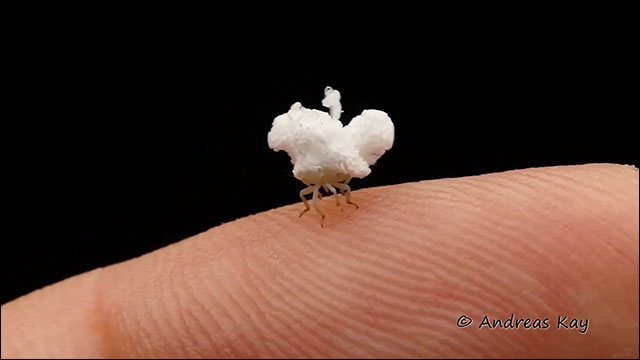 ポップコーン：マッシュルームタイプ3号ポット 2株セット の通販園芸ネット