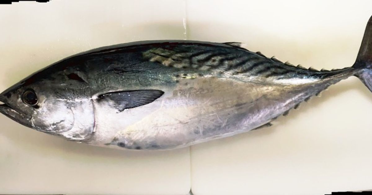 スマガツオ』１匹捌く！料理はタタキ・漬け丼・竜田揚げ！よちよちエクスプレス