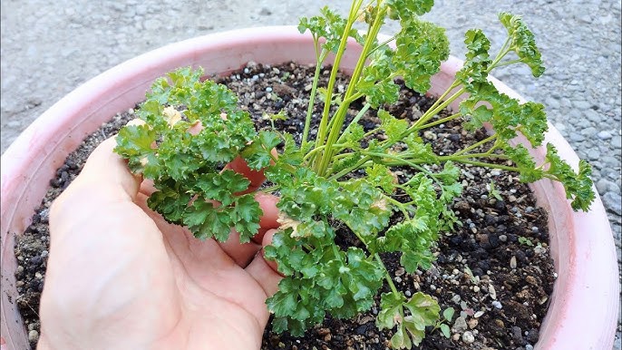 パセリの種まき時期はいつ?失敗しないプランターでの植え付け方＆育て方コツ - 奈良の古民家暮らし