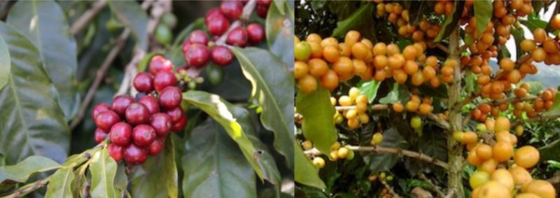 コーヒーの木を育てよう！金澤屋流お家カフェVol.47お松 金澤屋珈琲店