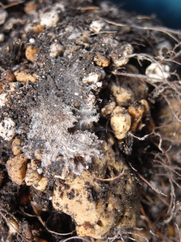 樽でつけている大根漬けの上のほうに、綿のような白いカビが生えていました。こ- Yahoo!知恵袋