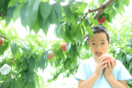 2025年 関東近郊の果物狩り！旬のフルーツ狩りを気軽に楽しめるバス
