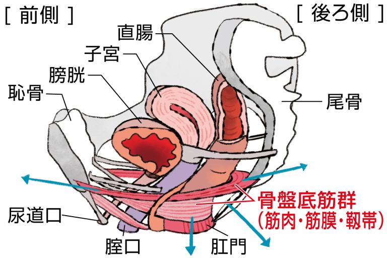 ちゃんと知りたい、女性の生殖器の解剖学 | インテグロ株式会社