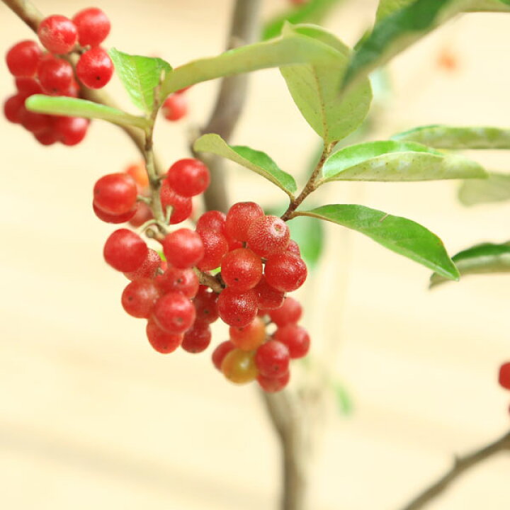 楽天市場 庭木・植木：ロシアンオリーブ 細葉グミ ヤナギバグミ* ぐみ : 遊恵盆栽 楽天市場店
