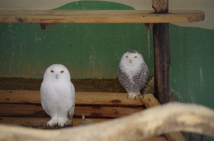おびひろ動物園だより 「ハリーポッター」に登場するフクロウ「シロフクロウ」