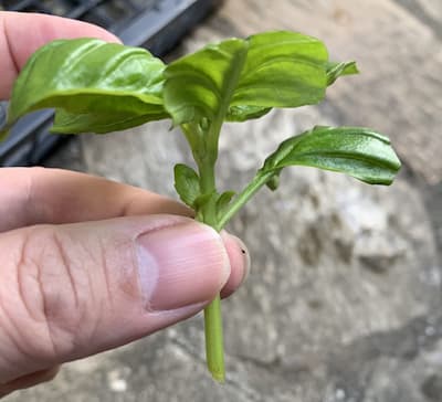 バジル挿し木用土の比較 実験→ 根出し ボラ土細粒・ 鹿沼土 細粒 - メルカリ