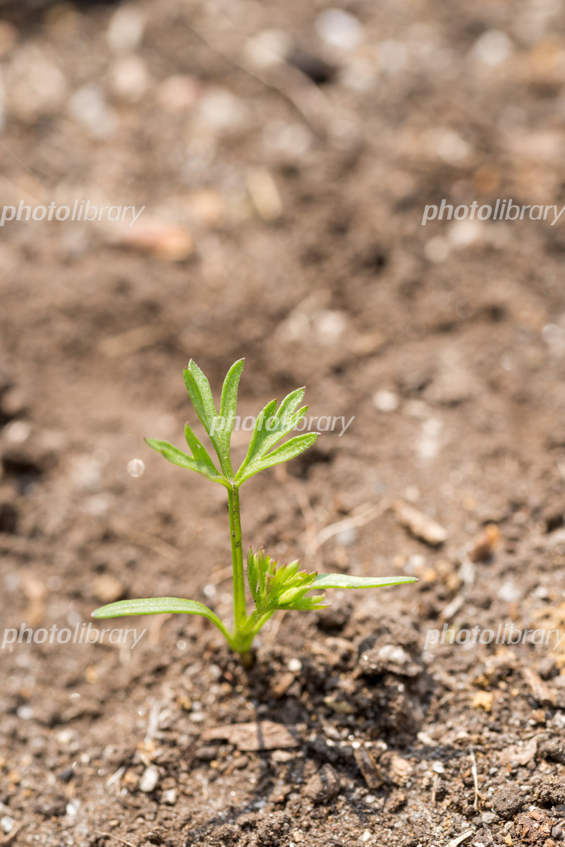 本葉が出始めた人参の芽 写真素材2560439- フォトライブラリ