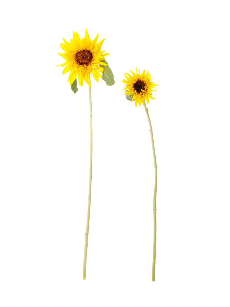 法人様限定 サンフラワーラタン 衝立 NSW703BL 楽天市場 法人様限定 サンフラワーラタン