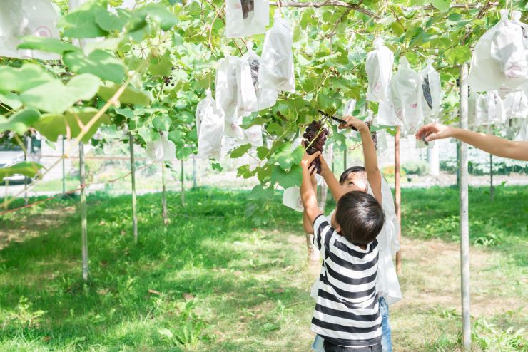 夏の果物はこれからが旬！ ぶどう・メロン・梨など 夏のフルーツ狩りに行こう - まっぷるウェブ