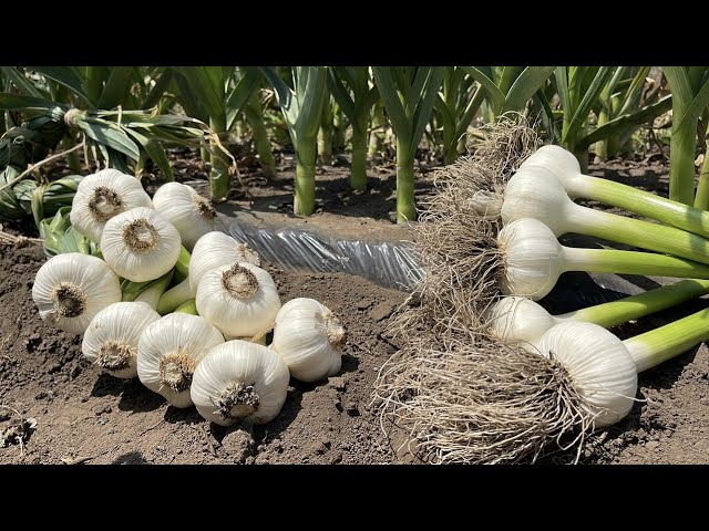 ニンニクの収穫と調整作業・根は切って貯蔵する家庭菜園デザインノート - 楽天ブログ