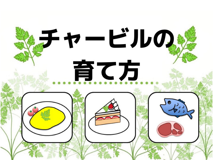 パセリ―の収穫量 全国２位＜令和４年産地域特産野菜生産状況調査 農林水産省 ＞長野県は日本一