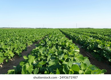 楽天市場二等バタピー200g 千葉半立 千葉県八街産落花生 : 遠藤ピーナツ楽天市場店