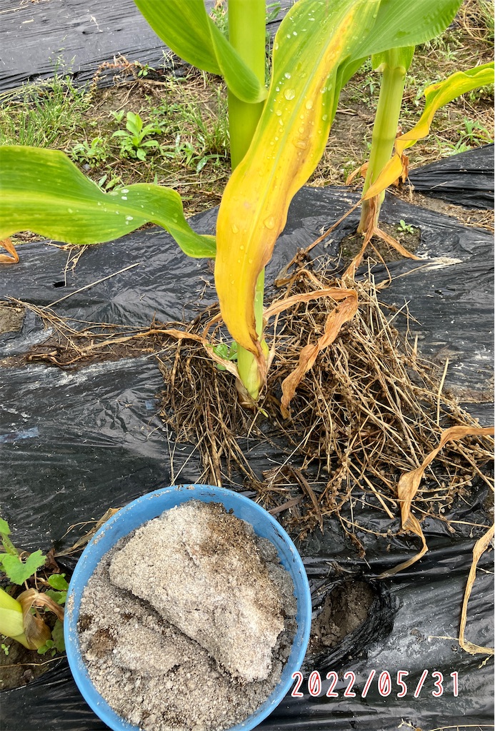 わが家のトウモロコシづくり-４０連結ポットに種を蒔きトンネル内で育苗した後、露地畝に定植します