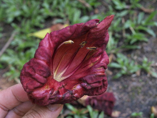 沖縄の花 一夜だけ咲く「ソーセージノキ」の花＠沖縄県那覇市奥武山公園沖縄ジョートー市場