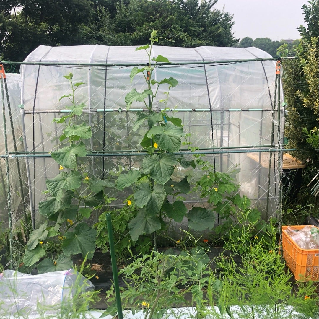 キュウリ栽培の簡単、丈夫な支柱の立て方とネットの張り方農家web