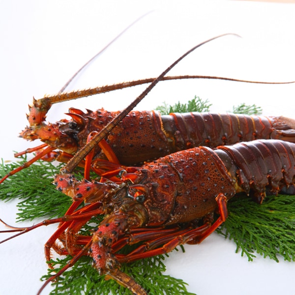 おかげ横丁海老丸 地図 写真 伊勢 魚料理- 楽天ぐるなび