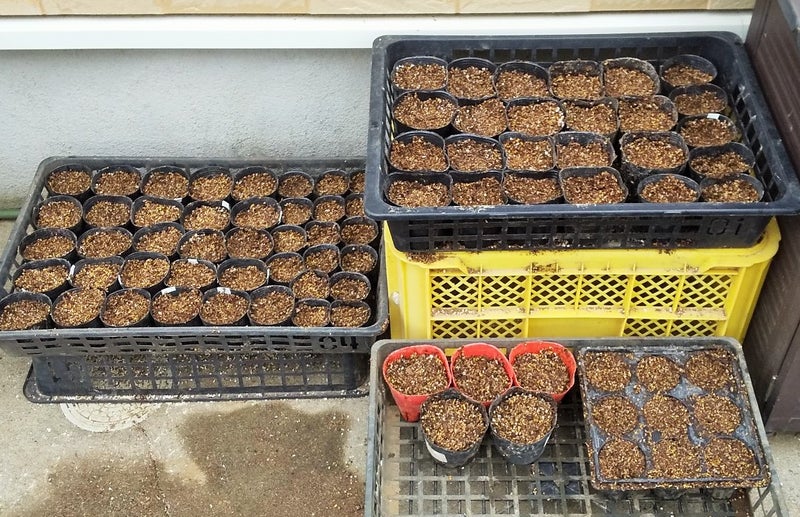 とうもろこしをポットで育苗→畑に定植！栽培記録2022 - 小庭菜園〜自然農法でやさい作り