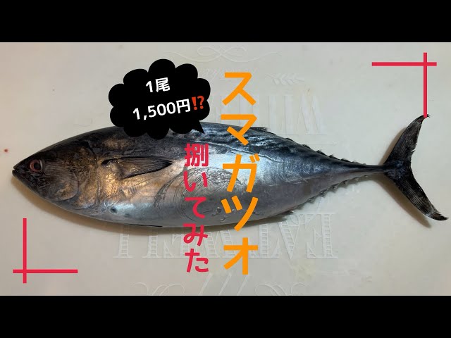 スマガツオ ヤイトガツオ の炙り刺し身 - 魚料理と簡単レシピ