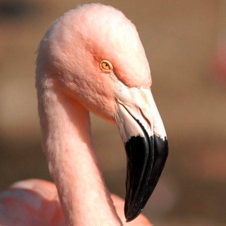 長野・須坂市動物園 飼育員日誌 フラミンゴ ピンク色保つ特別食 - 産経ニュース