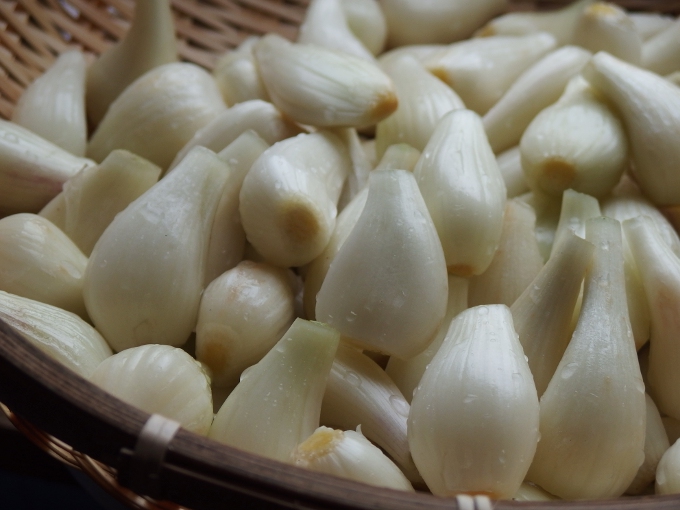 はじめてでも簡単！ 無添加、白砂糖を使わない、らっきょう甘酢漬けレシピ＆漬け酢活用術１０選IN YOUOrganic Life toall the people