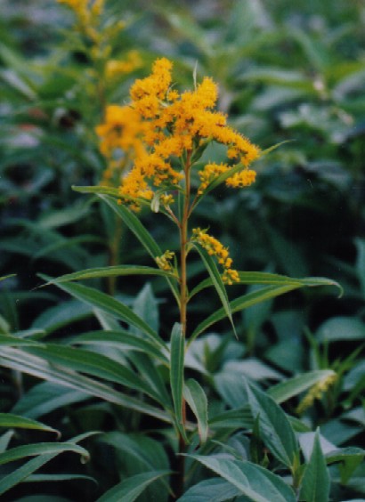 オオアワダチソウ 大泡立草 の花言葉と文化的な意味を探る