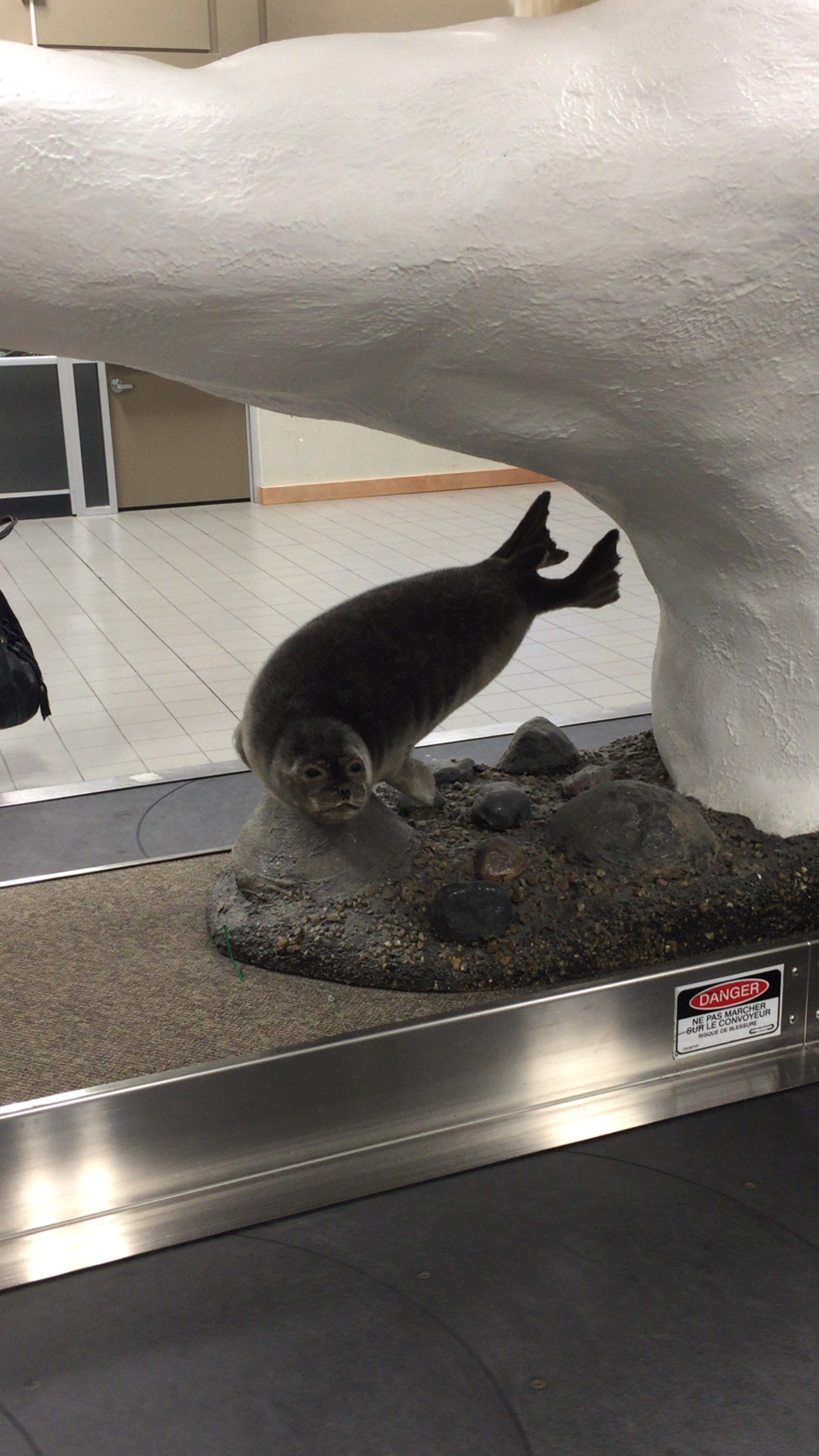 アザラシの赤ちゃんに会いに行こう - 「カナダの旅」のオーダーメイド見積もり ウェブトラベル