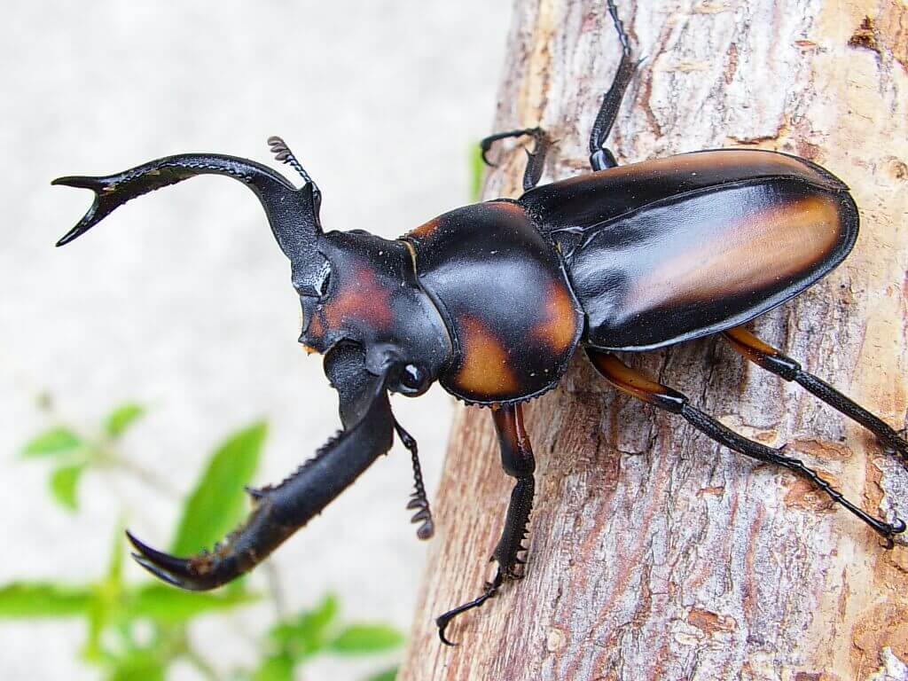 クワガタは水を飲む。だけど水の与え方に注意しよう!