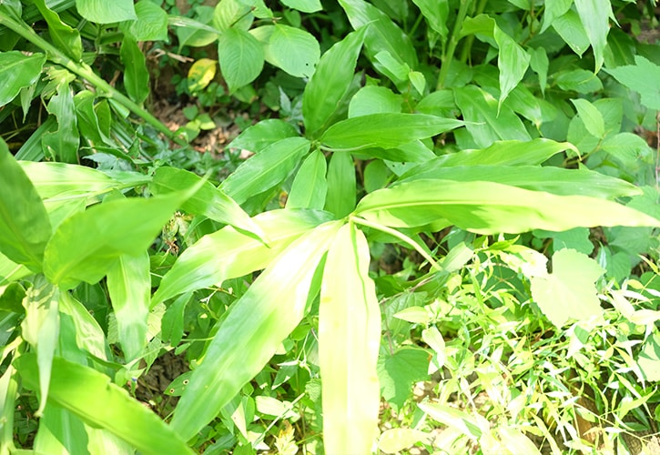 夏が旬のみょうが、寄生虫による食中毒リスクに注意!食べ過ぎると物忘れがひどくなる?ポイント交換のPeX