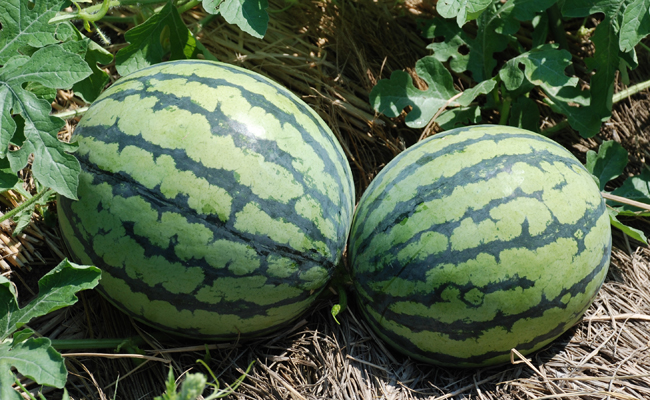 柏たなか農園』スイカ・サツマイモの手入れ＆小玉スイカ収穫、秋冬野菜の準備 - 柏たなか農園