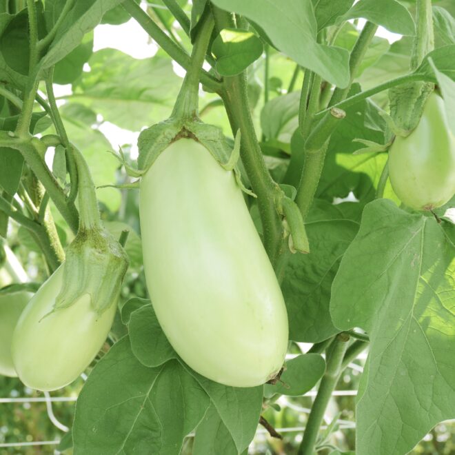 緑の極ナスの育て方.com