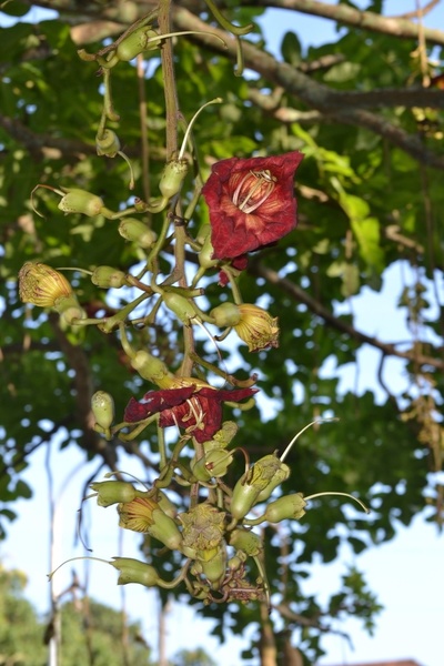 ソーセージツリーの花ハワイ通