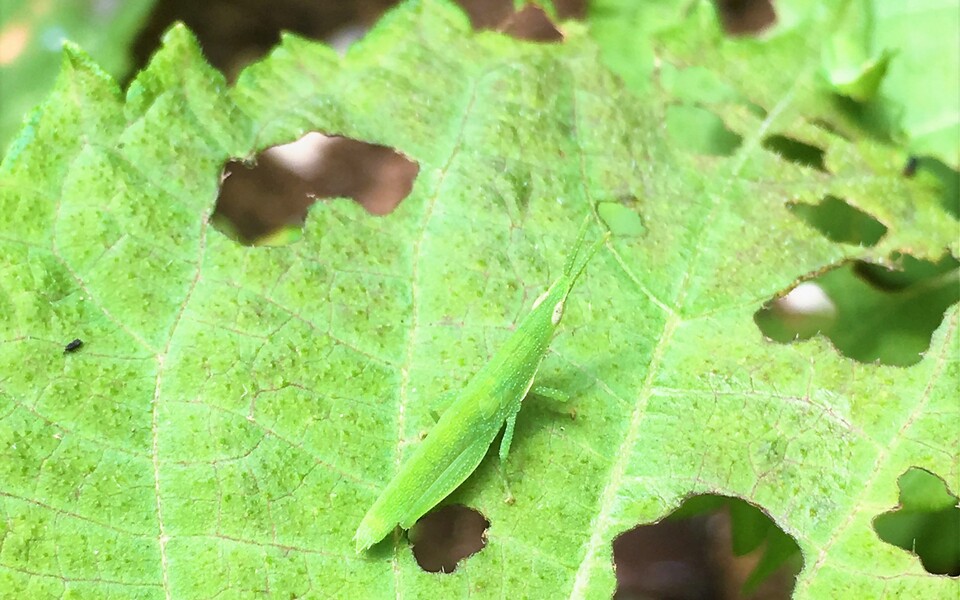 Amazon.co.jp: アースガーデンセット買い葉を食べる虫退治 1000ml & やさお酢 1000ml 殺虫殺菌 植物 ガーデニング園芸 家庭菜園 病気 害虫 予防 害虫対策 : DIY・工具・ガーデン