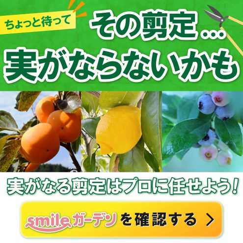 フェイジョアとは・ - 神奈川県大井町ホームページ