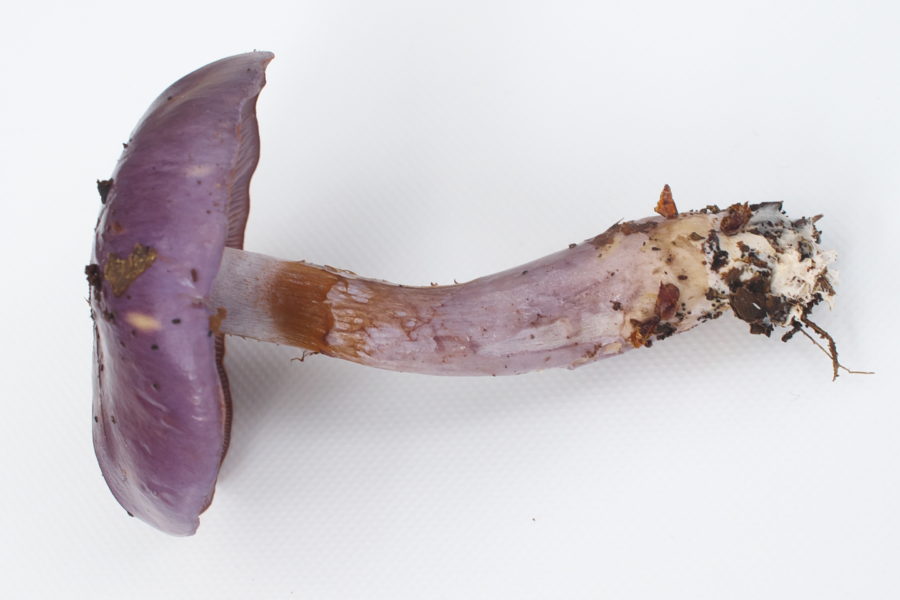 ウラムラサキシメジまるべん