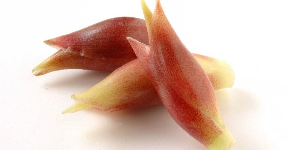 犬にミョウガを食べさせても大丈夫?与える前に知っておくべきこと未来農園