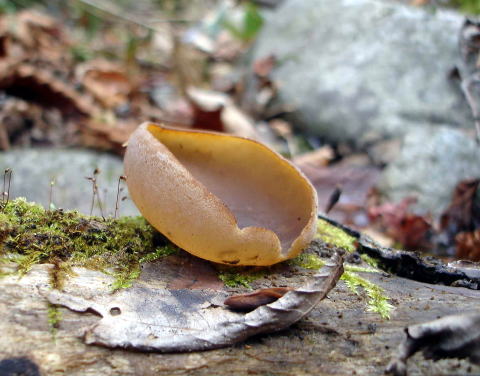 束生するキンチャワンタケ 不食 の幼菌 32203007697 の写真・イラスト素材アマナイメージズ