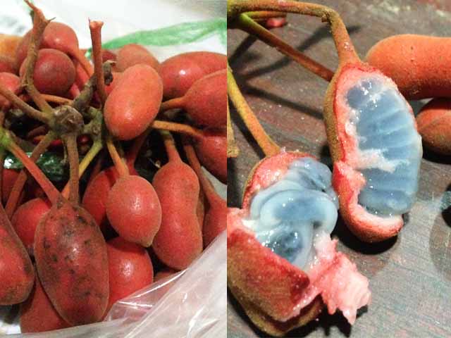 名前の付いたトロピカル、エキゾチック、柑橘系の果物の大規模なコレクション。カッタウェイフルーツのセット。果物のペア、全体と半分にカット。フラットベクトルイラスト。白い背景で隔離のデザイン要素。のイラスト素材・ベクターImage 170499910