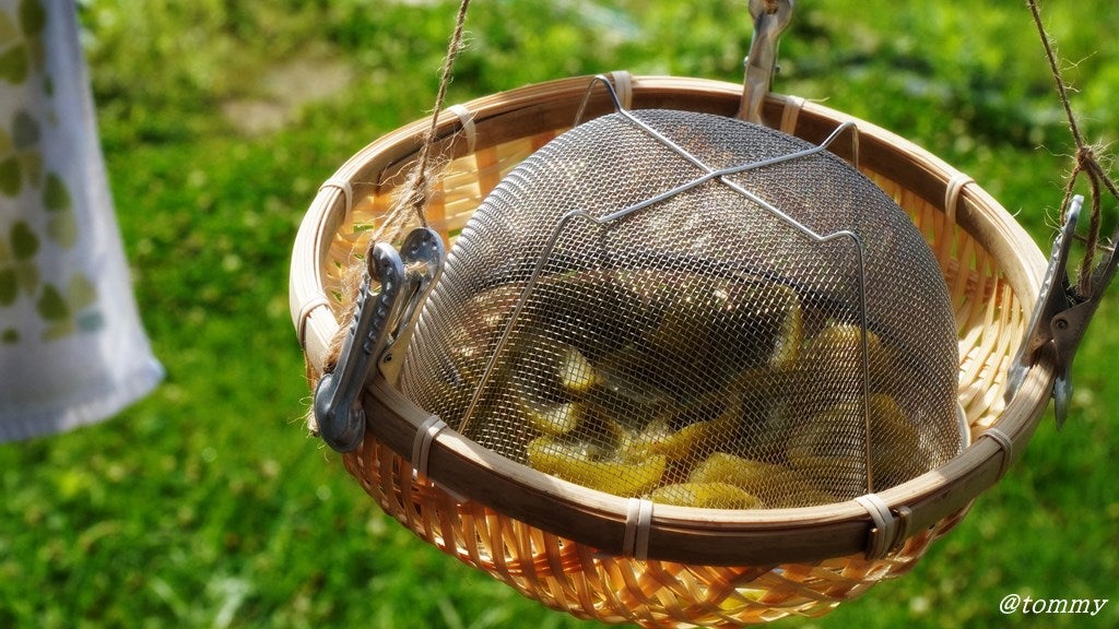 黄熟梅でドライフルーツ、いろいろ- 自分に都合のいいお料理はじめました