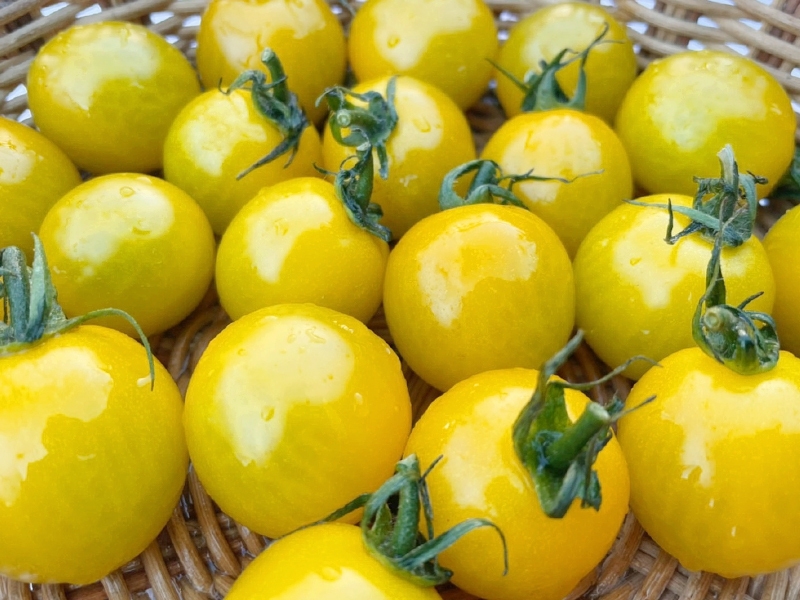 ミニトマトの種 イエローアイコF1- 種の専門店 松尾農園 オンラインショップ