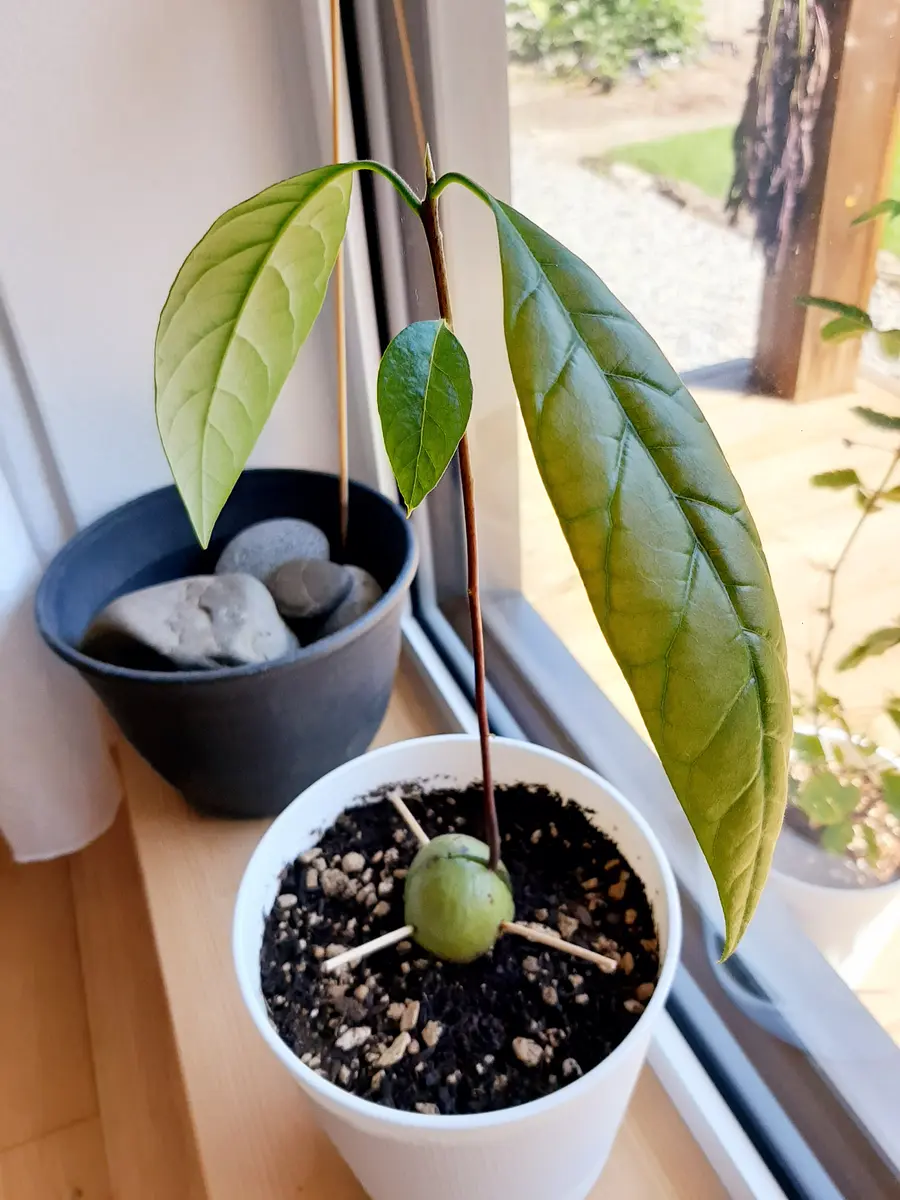 初心者でも大丈夫！アボカドを自家栽培できる“浮き輪”デザインのキットがかわいい♡ - isuta イスタ-私の“好き”にウソをつかない