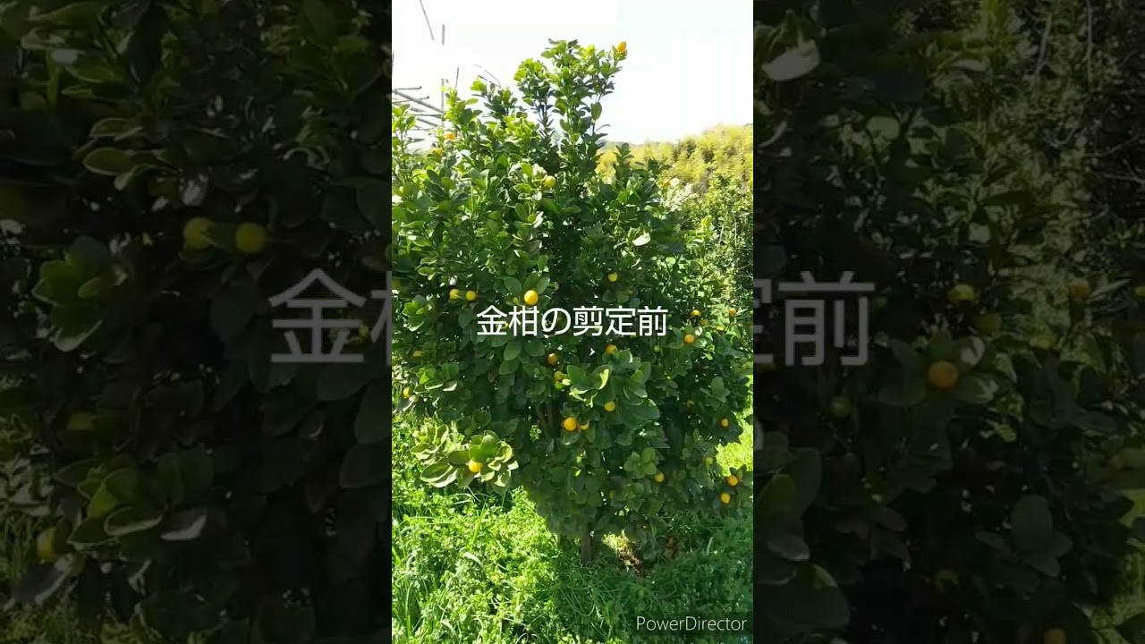 キンカン 金柑 の剪定① 春に木を小さくして来年の実も楽しめる手入れ🌳🍊