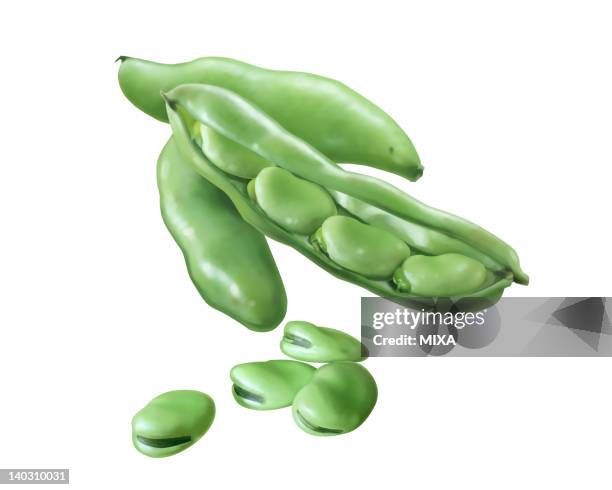 そら豆のイラストフリー素材 - GreenStock40